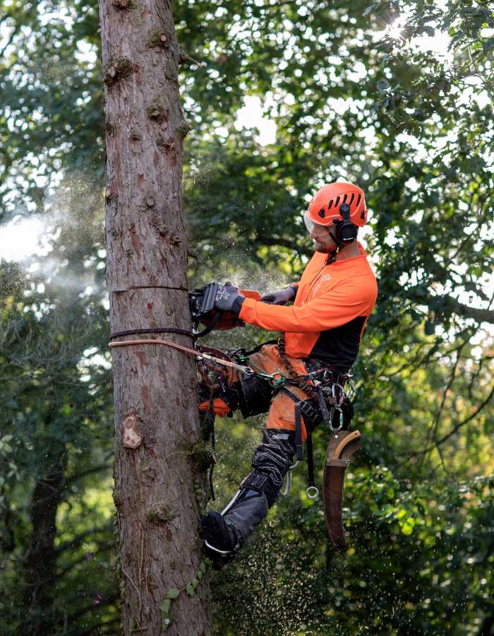 Introducción a Motosierras para trabajos específicos