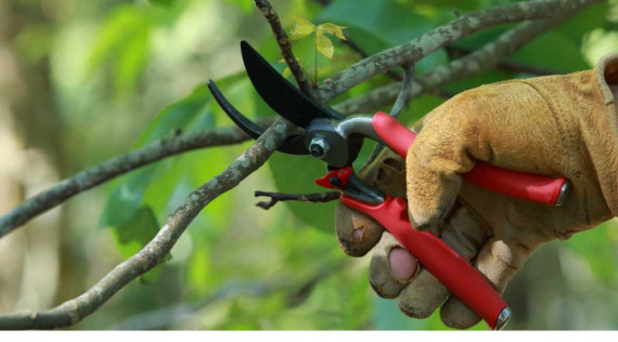 Consejos de poda en octubre