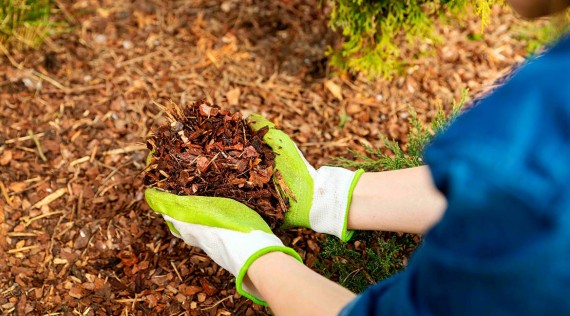 Mulching y mantillo: el secreto para un jardín saludable y sin malezas
