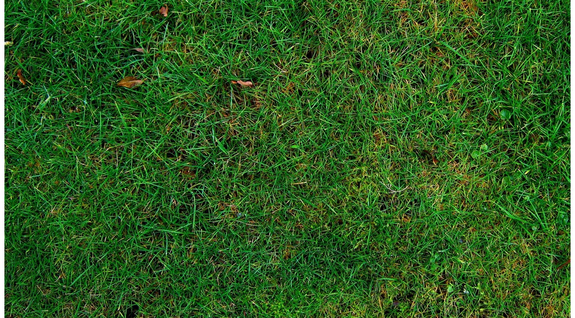 Cómo realizar la resiembra del césped en otoño