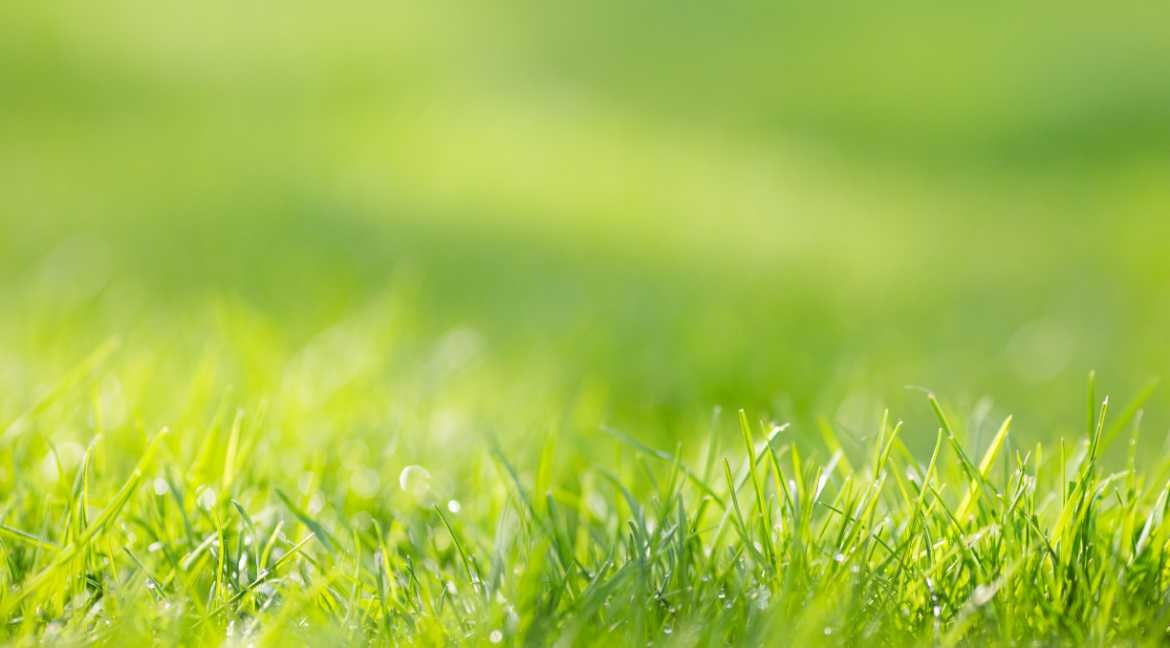 ¿Cuánto tarda en crecer el césped? Factores que influyen en su crecimiento