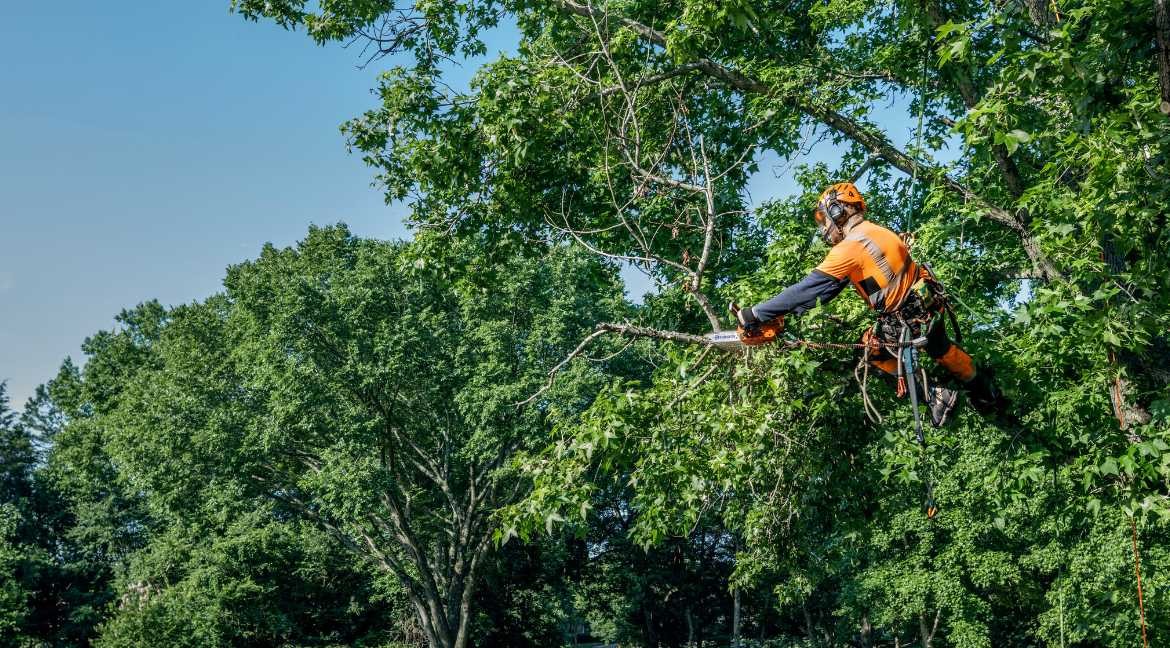 Qué podar en primavera con motosierra